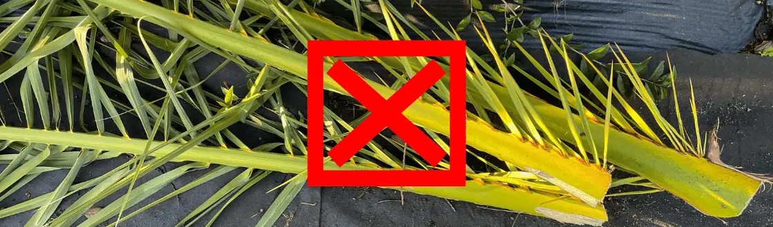 A pile of palm fronds, an example of yard waste that should not go into a compostables cart.